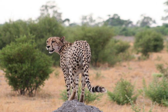 Cheetah on rock