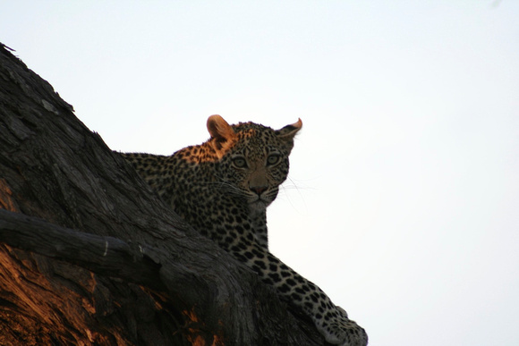 Leopard in Sunset (close)