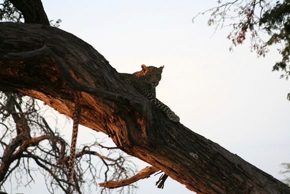 Leopard in Sunset