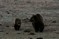Grizzly&Cub