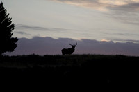 Elk in Sunset  009