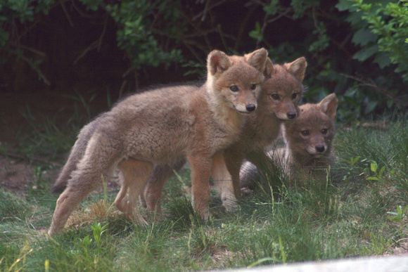 3 Coyote Pups