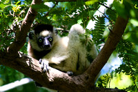 Lemur Collection