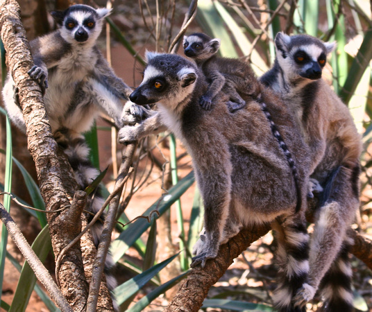 Ringtailed Lemur Family