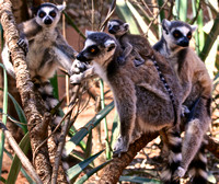Ringed-Tailed Lemur, Berenty Reserve