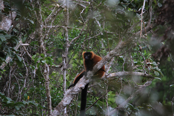 Red Ruffed Lemur, Masoala