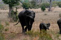 Elephant baby and sister