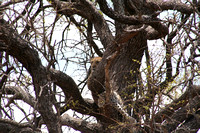 Leopard in thick tree
