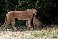 Lion&Cubs