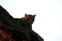 Leopard in Sunset (close)