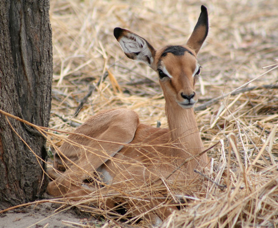 Baby Impala