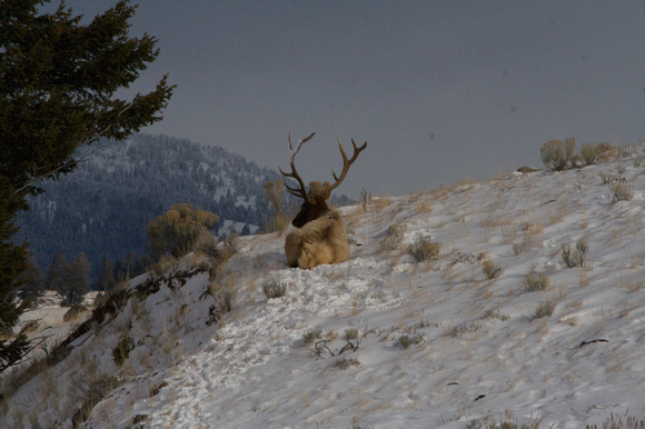 Elk in Snow