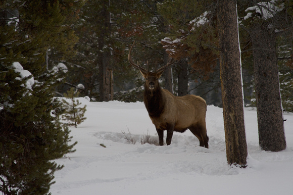 Elk in Snow (2)