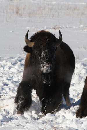 Buffalo in Snow (2)