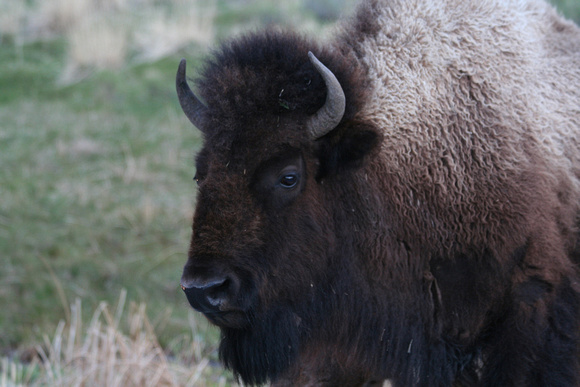 Buffalo side face