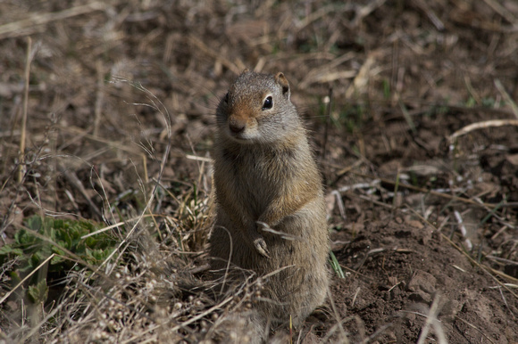 Ground Squirrel (2)