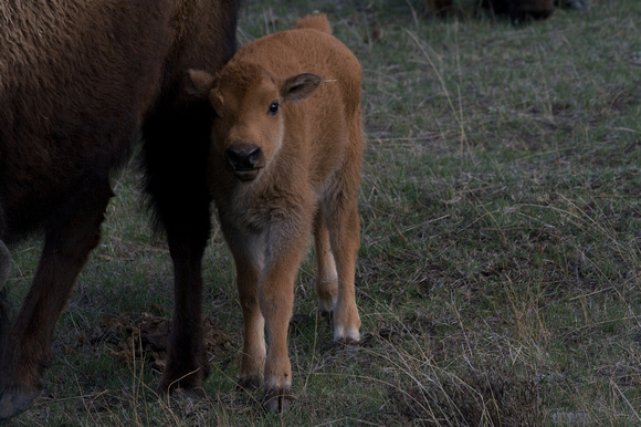 Buffalo Baby by Mom