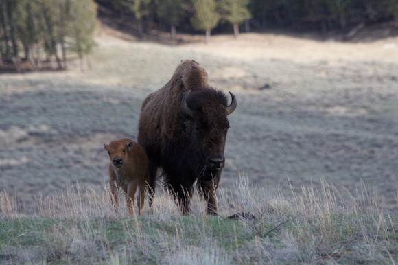 Buffalo baby and Mom
