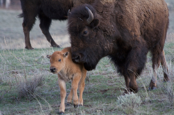 Buffalo Baby and Mom