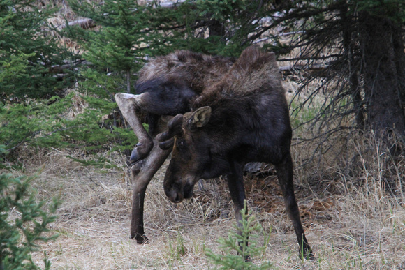 Moose Scratching