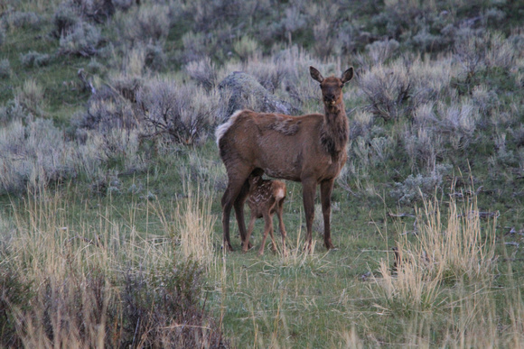 Elk Baby Suckling