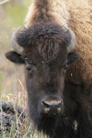 Buffalo soft head