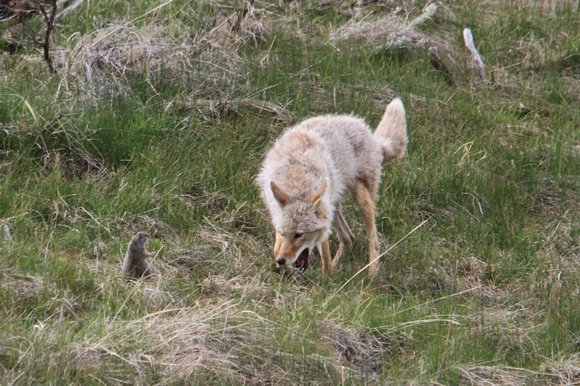 Coyote and Ground Squirrel