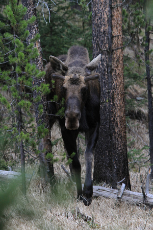 Moose approaching