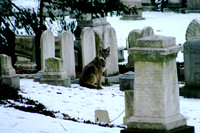 Coyote in Graveyard 1