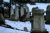 Coyote in Graveyard 2