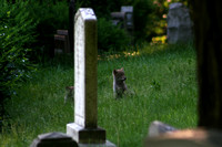 Coyote Pup in Graveyard