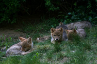 Coyote Pups Resting