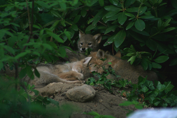 Coyote Pups Resting 2