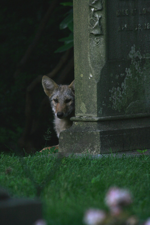 Coyote Teenager in Graveyard