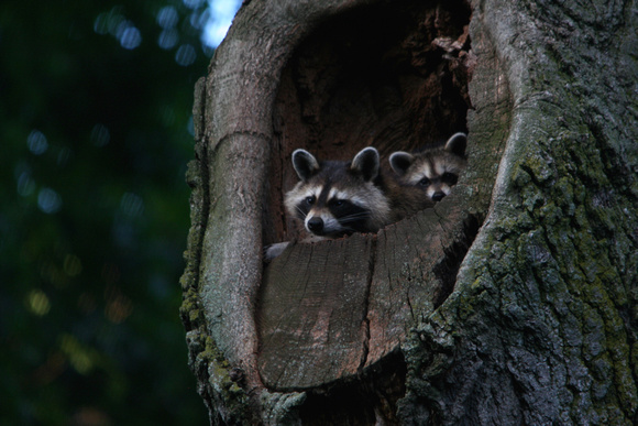 Raccoons in Tree