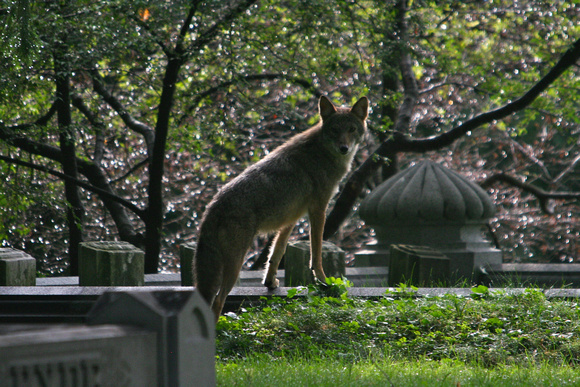 Coyote in Spring