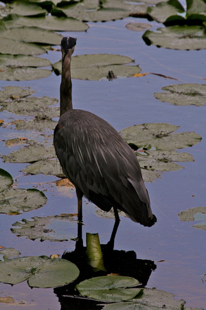 Great Blue Heron and Frog
