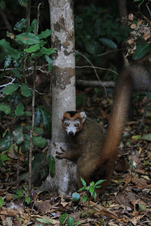 Crowned Lemur (male), Ankarana