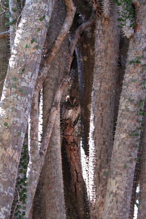 Madagascar Scops Owl (2)