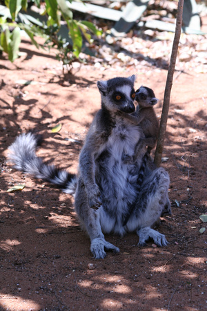 Ringtailed Lemur Mother&Child (1)