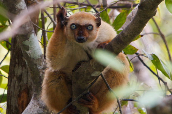 Blue-Eyed Black Lemur (female), Antsohihy